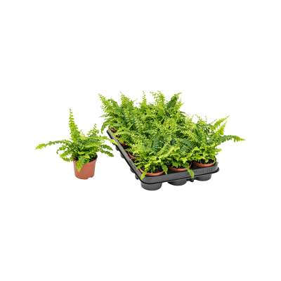Растение горшечное Нефролепис/Nephrolepis exaltata 'Green Lady' 12/tray