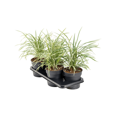 Растение горшечное Офиопогон/Ophiopogon 'Aztec Grass' 4/tray
