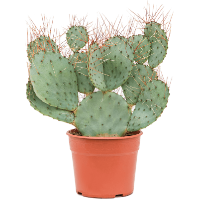 Растение горшечное Опунция/Opuntia capocentra