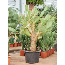 Opuntia quitensis