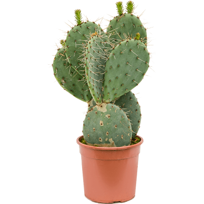 Растение горшечное Опунция/Opuntia robusta