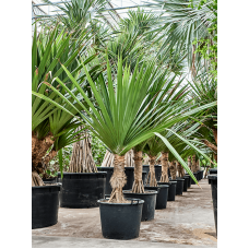 Pandanus utilis (260-300)