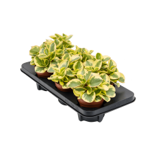 Peperomia obtusifolia 'Obtipan Bicolor' 6/tray