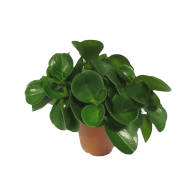 Растение горшечное Пеперомия/Peperomia obtusifolia 6/tray