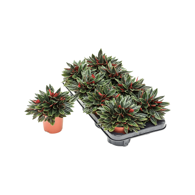 Растение горшечное Пеперомия/Peperomia caperata 'Rosso' 8/tray