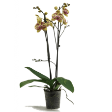 Phalaenopsis 'Mariola' 10/tray