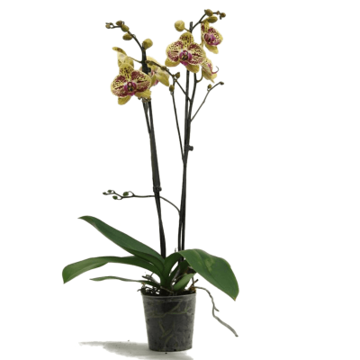 Растение горшечное Фаленопсис/Phalaenopsis 'Mariola' 10/tray