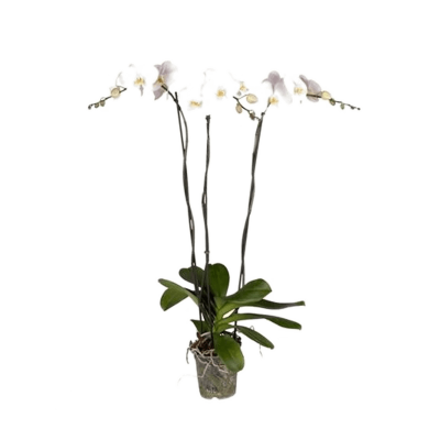 Растение горшечное Фаленопсис/Phalaenopsis 'Tsarine' 4/tray