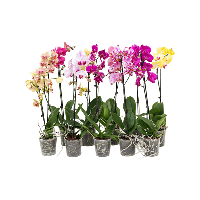 Растение горшечное Фаленопсис/Phalaenopsis Mix 10/tray