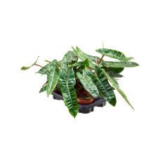 Philodendron 'Billietiae' 6/tray