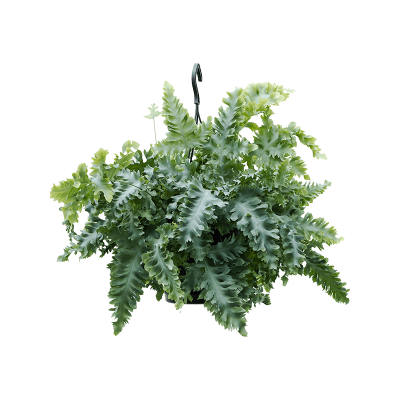 Растение горшечное Флебодиум/Phlebodium aureum 'Davana'