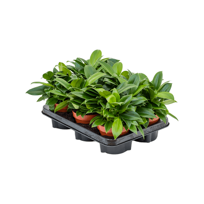 Растение горшечное Филодендрон/Philodendron 'Green Princess' 6/tray