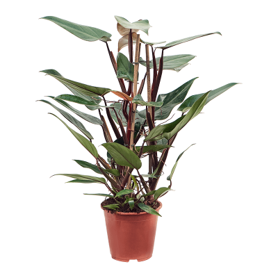 Растение горшечное Филодендрон/Philodendron 'New Red'
