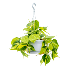 Philodendron scandens 'Brasil'