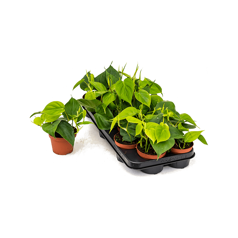 Store plants. Филодендрон Сканденс. Филодендрон лазящий. Филодендрон лазящий d 12. Филодендрон Scandens Micans d15 h40.