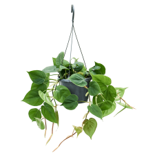 Philodendron scandens