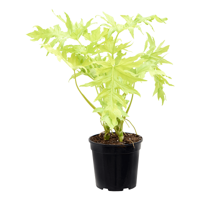 Растение горшечное Филодендрон/Philodendron selloum 'Gold'