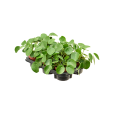 Pilea peperomioides 6/tray