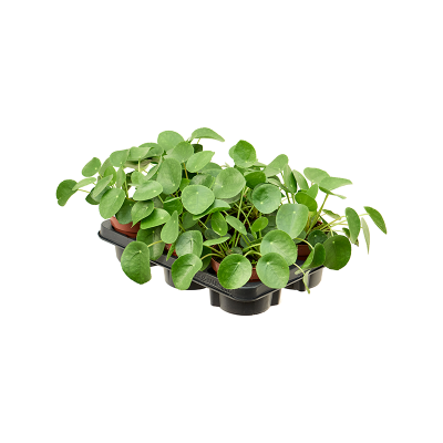 Растение горшечное Пилея/Pilea peperomioides 6/tray