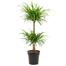 Pleomele (Dracaena) 'Anita'