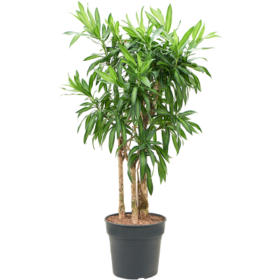 Растение горшечное Плеомеле/Pleomele (Dracaena) reflexa 'Song of Jamaica'