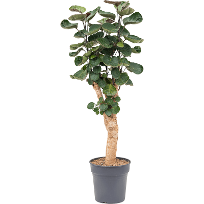 Растение горшечное Аралия/Aralia (polyscias) fabian