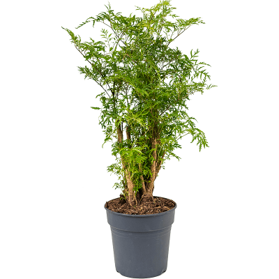 Растение горшечное Аралия/Aralia (Polyscias) 'Ming'