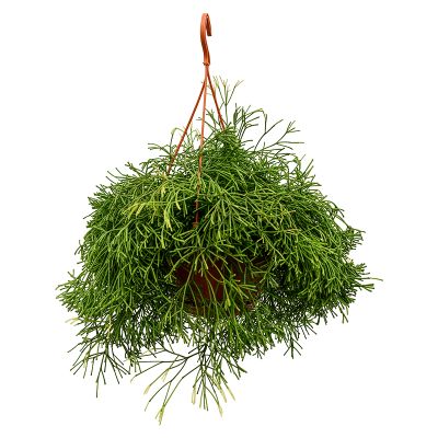 Растение горшечное Рипсалис/Rhipsalis clavata