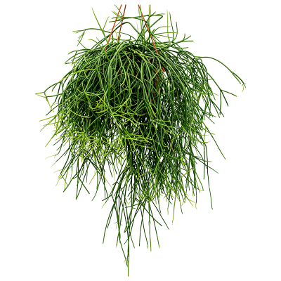 Растение горшечное Рипсалис/Rhipsalis pulchra