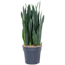 Sansevieria trifasciata 'Black Tiger'