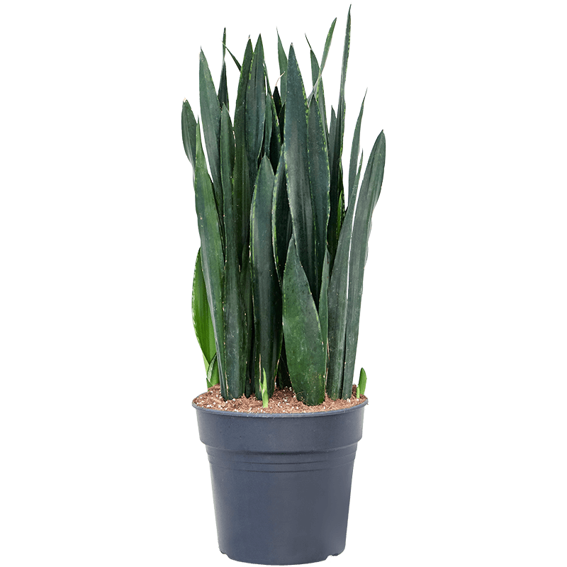 Sansevieria trifasciata