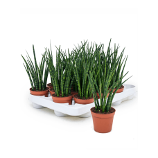 Sansevieria cylindrica 'Fernwood Mikado' 16/tray