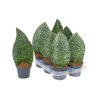 Растение горшечное Сансевиерия/Sansevieria masiona congo 6/tray