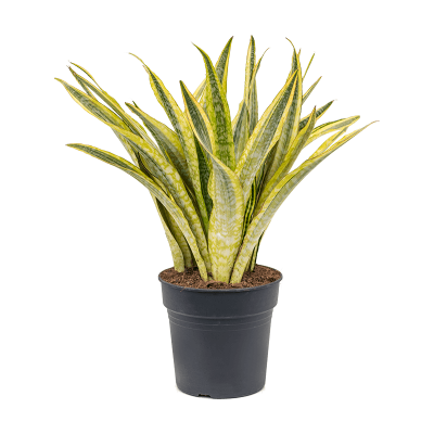 Растение горшечное Сансевиерия/Sansevieria trifasciata 'Lauren'