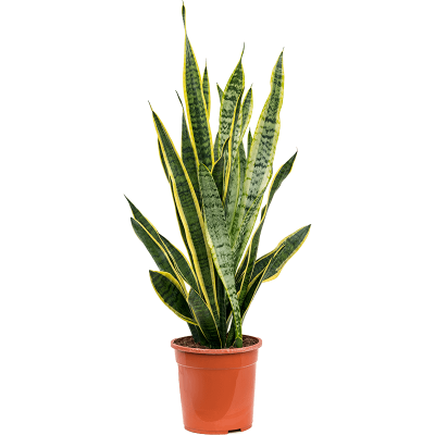 Растение горшечное Сансевиерия/Sansevieria laurentii