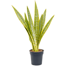 Sansevieria trifasciata 'Lauren'