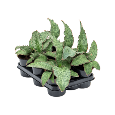 Sansevieria 'Star Green Granite' 6/tray