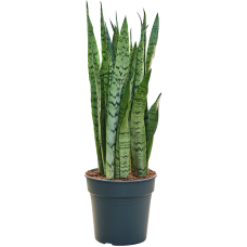 Sansevieria trifasciata 'Silver Mist'