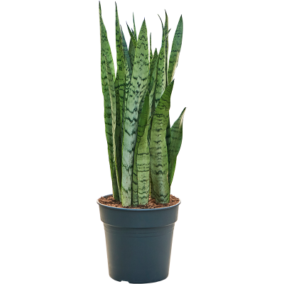 Растение горшечное Сансевиерия/Sansevieria trifasciata 'Silver Mist'