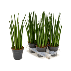 Sansevieria cylindrica 'Spikes' 4/tray