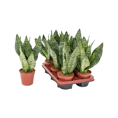 Растение горшечное Сансевиерия/Sansevieria zeylanica 'Compacta' 6/tray