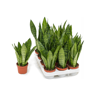 Растение горшечное Сансевиерия/Sansevieria zeylanica 12/tray