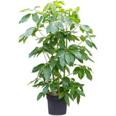 Schefflera amate