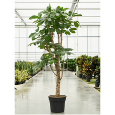 Schefflera actinophylla 'Amate'