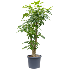 Schefflera actinophylla 'Amate'