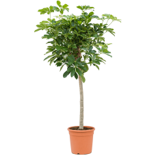 Schefflera arboricola 'Compacta'