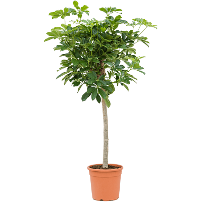 Растение горшечное Шеффлера/Schefflera arboricola 'Compacta'