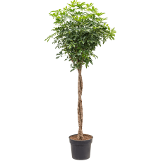 Schefflera arboricola 'Compacta'