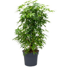 Schefflera arboricola 'Compacta'