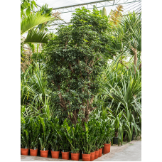 Schefflera arboricola